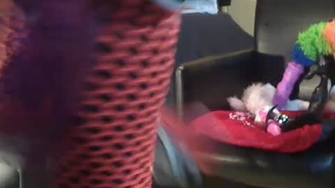 Snapshot of jacekwrrr chatting on 12.28.24 JACKSLUT BUY ME . FAN CLUB MEMBERS AND THOSE WHOM THE MEMBERS INDICATE SISY SLUT PROVIDES THEM FREE SERVICES online show from 12.28.24