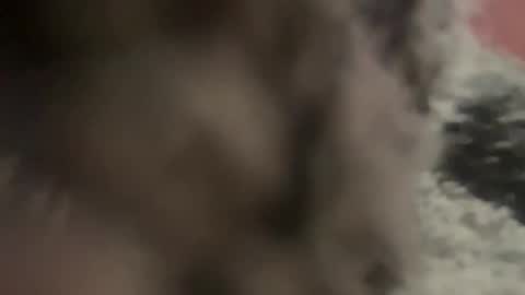 kg1726860 online show from 10.11.25