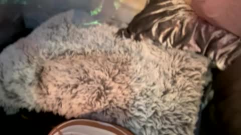 Snapshot of kissahsins chatting on 12.29.24 Kissah Kreampuff online show from 12.29.24