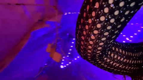 Snapshot of kissahsins chatting on 01.17.25 Kissah Kreampuff online show from 01.17.25