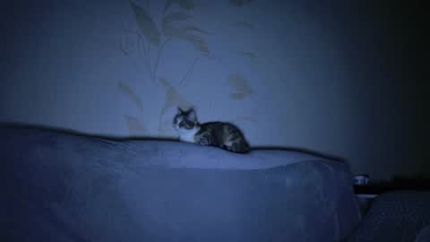 Snapshot of kitty_dora chatting on 03.08.25 Evelyn online show from 03.08.25