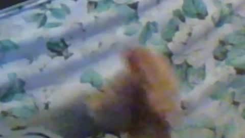 Snapshot of kren565656 chatting on 12.10.24 kren565656 online show from 12.10.24