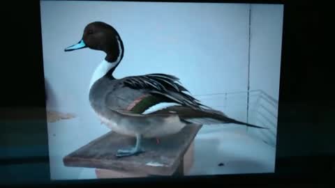 Snapshot of lancehardin chatting on 01.13.25 Lance online show from 01.13.25