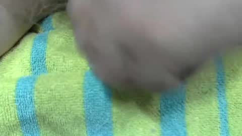 Snapshot of liltonypa chatting on 01.21.25 LilTonyPA online show from 01.21.25