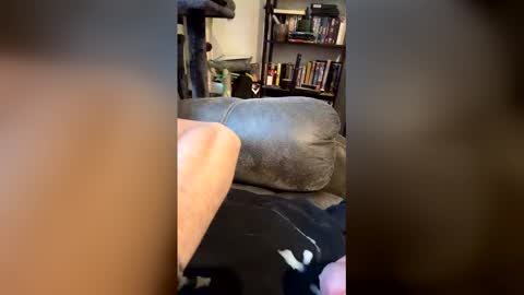 longhairhunky online show from 03.07.26