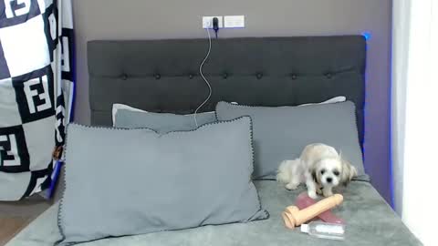 Jastine online show from 12.02.24