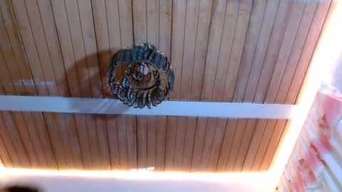 Bella Maidi online show from 02.22.25