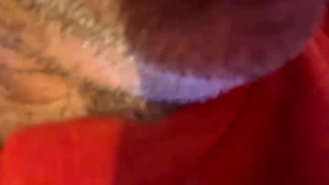 maverick7000 online show from 10.31.25