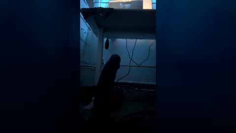 meep08 online show from 07.09.26