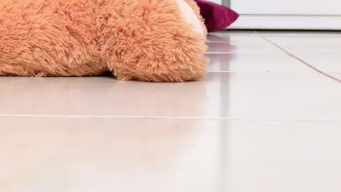 Alexa online show from 02.16.26