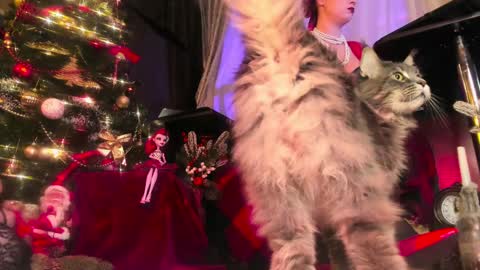 missAsmodeus online show from 12.24.24