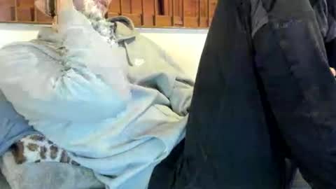 DigBreed online show from 11.09.25