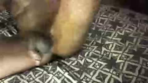 Snapshot of mrbigdiq chatting on 02.06.25 MrBigDiQ1 online show from 02.06.25