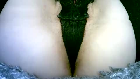 Snapshot of my_tightholes chatting on 02.02.26 my_tightholes online show from 02.02.26