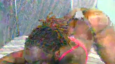 Naughty is my name online show from 01.11.25