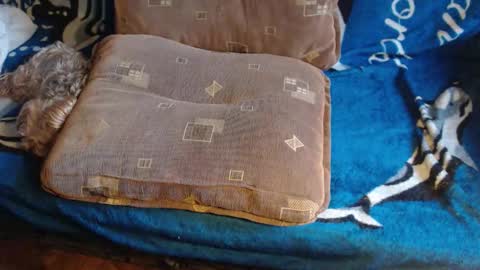 Lilly  online show from 02.17.26