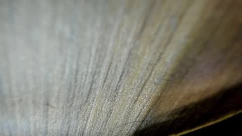 Niick online show from 03.19.26