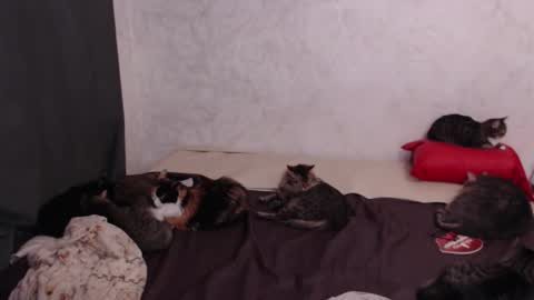 Olivia online show from 02.04.26