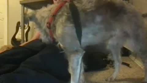 Snapshot of ossignol_xxx chatting on 01.22.25 rossignol online show from 01.22.25