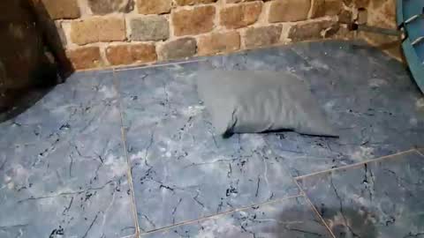 pablouyu online show from 02.11.26