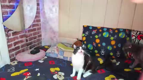 pamelaa Viscontty online show from 04.24.26