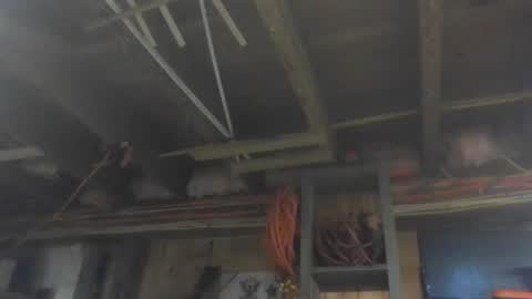 paulstetson online show from 12.26.24