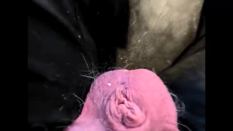 petrol63102 online show from 02.20.26