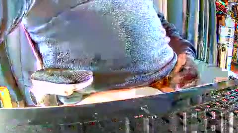 Gabu online show from 12.15.25