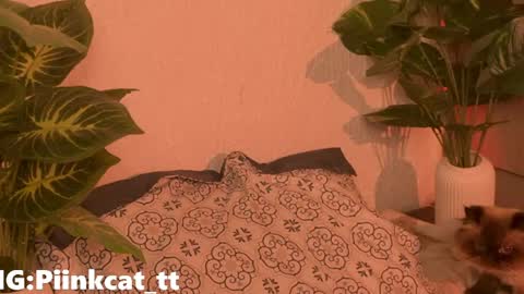 Snapshot of piinkcat chatting on 06.04.26 Emi online show from 06.04.26