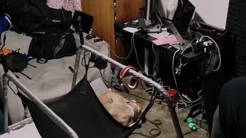 Pup Seth online show from 10.19.25