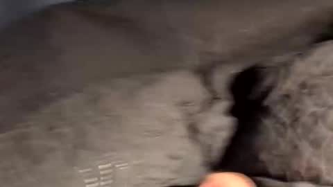 rebornbutbored online show from 11.15.25