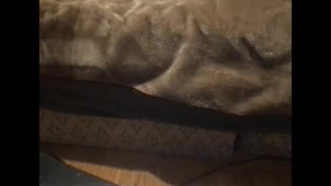 Redfox online show from 01.05.26