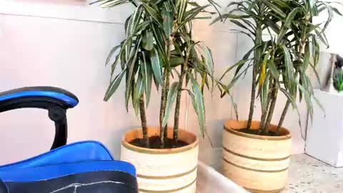 Roan Birkin online show from 07.17.26