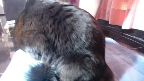 sasha start online show from 03.01.26