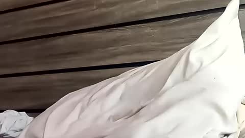 SnowBunny online show from 01.24.25