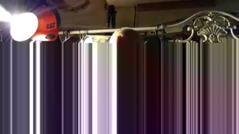 scoutiii online show from 10.15.25