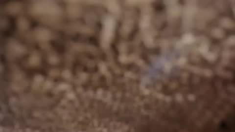 ELENA  online show from 07.17.26