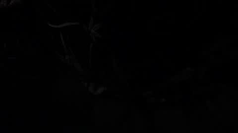 notyourdaddy online show from 01.13.25