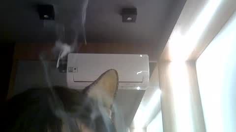 skinnykittencam online show from 07.22.26