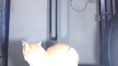 sofiadoll77 online show from 03.01.25