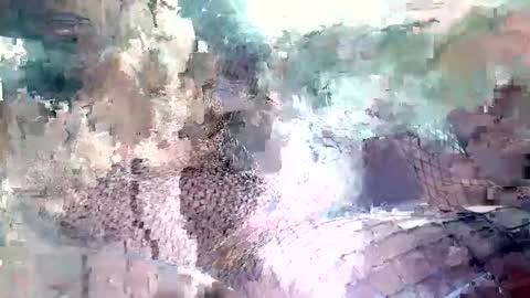 Snapshot of spence6669_tree chatting on 11.15.25 spence6669_tree online show from 11.15.25