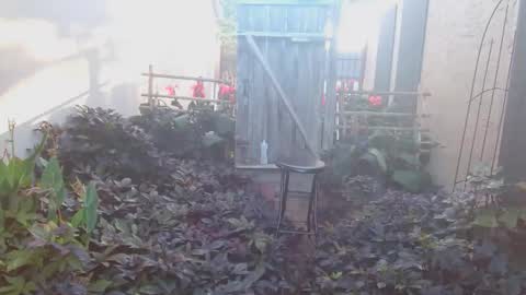 srtxshow online show from 10.18.25