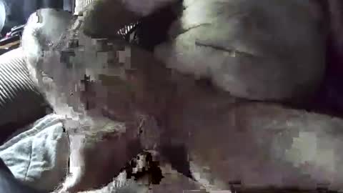 Snapshot of tacozod chatting on 01.02.25 tacozod online show from 01.02.25