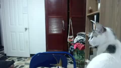 Angeline  Follow  online show from 06.11.26