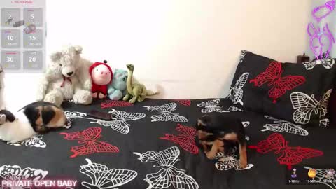 Tina N Charlie online show from 10.21.25