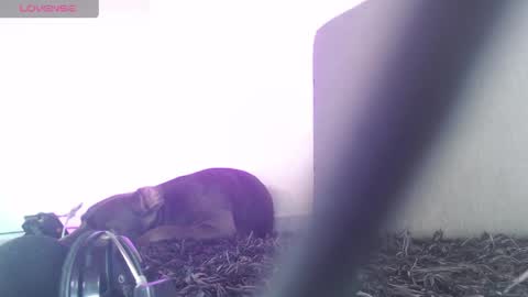   Thomas    online show from 04.01.26