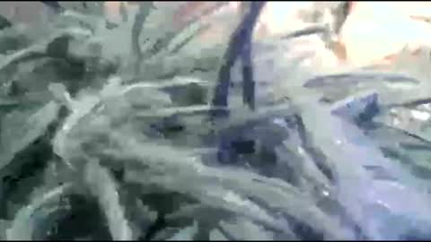 tooshort30w59675 online show from 02.17.26