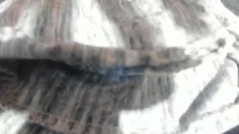 Virgowithabig online show from 03.23.26