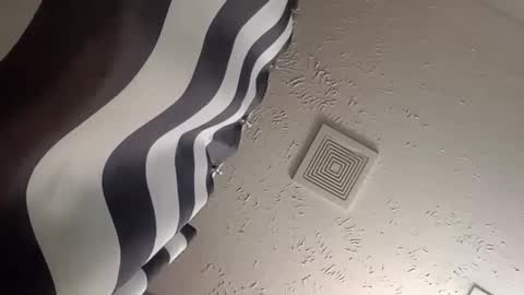 wanttowatch87 online show from 12.25.24