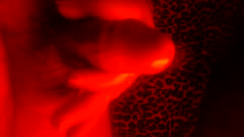 Snapshot of whor4mor chatting on 01.07.25 whor4mor online show from 01.07.25